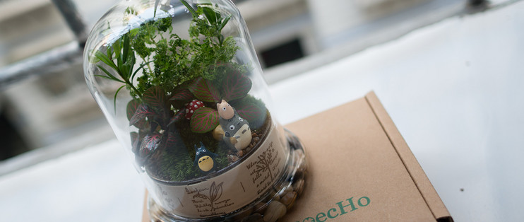 苔藓微景生态瓶